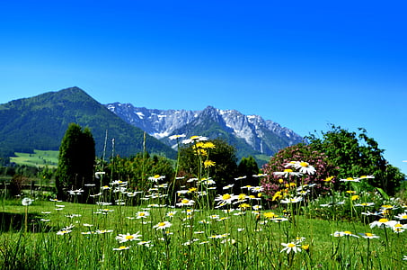 white daisy flowers near woods near mountain under blue skies daytime thumbnail