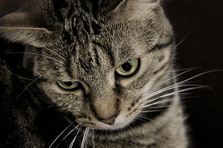 closeup photo of grey tabby cat thumbnail