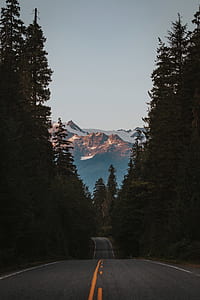 black asphalt road in between green trees thumbnail