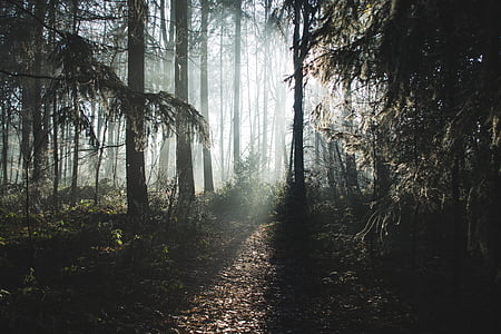 sun passing through trees during daytime thumbnail