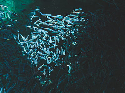 school of fish thumbnail