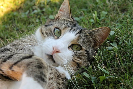 brown tabby cat lying on green grass thumbnail
