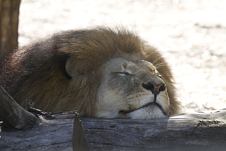 lion sleeping on log thumbnail