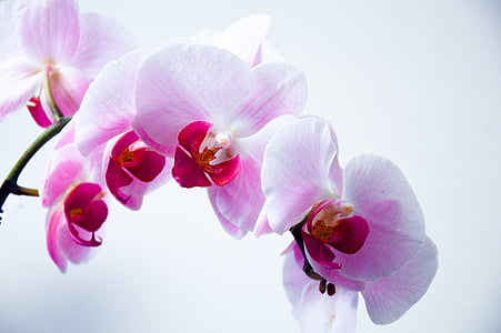 pink and purple petaled flower thumbnail