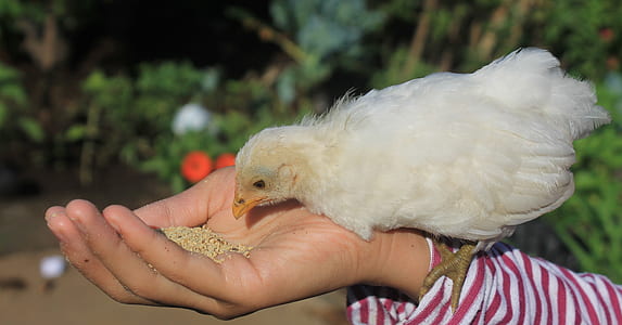 white chick on person wrist feeding thumbnail