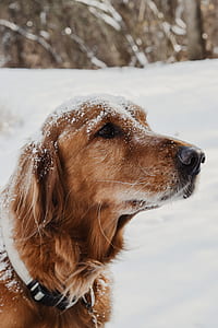 tan dog with snow on head thumbnail