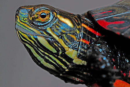 multicolored turtle art thumbnail