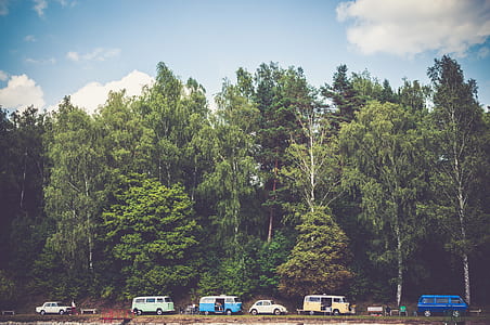 cars lined up near trees thumbnail