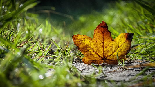 selective focus photography of dried leaf on grass thumbnail