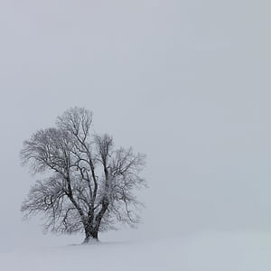 tree covered by snow thumbnail