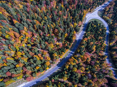 aerial photo of yellow, orange, pink, and green trees thumbnail