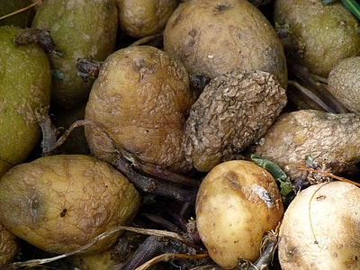 bunch of potatoes thumbnail