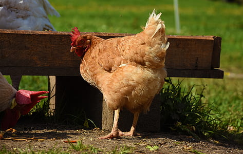 brown hen chicken on soil thumbnail