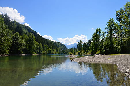 pine trees near body of water at daytime thumbnail