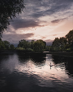 flamingo on body of water near green trees during golden hour thumbnail