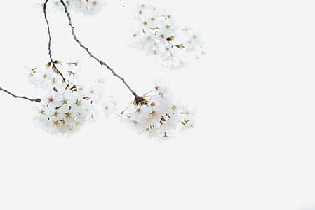macro shot photography of white flowers thumbnail