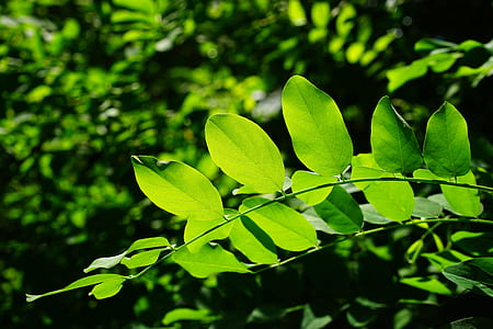 selective focus photography of green leaf plants thumbnail