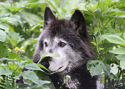 selective focus photography of black wolf surrounded by plants thumbnail