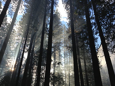 trees on forest thumbnail