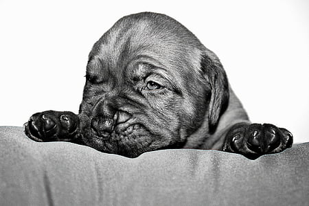 grayscale photography of short-coated puppy on fabric cloth thumbnail