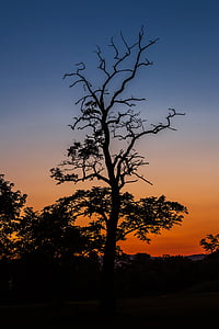 silhouette photo of trees photography thumbnail