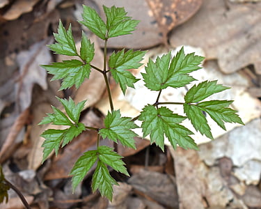 green leafed plant thumbnail
