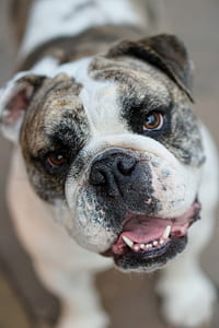 white and brown English bulldog puppy close-up photography thumbnail