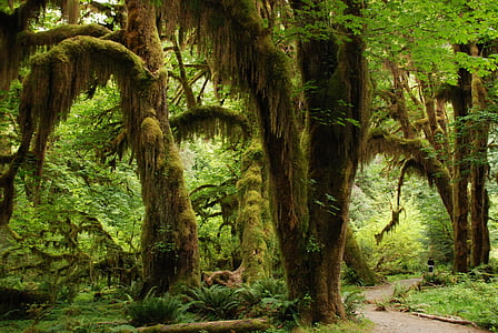 green rainforest at daytime thumbnail