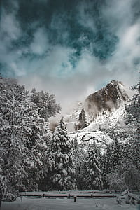 snow cover trees near mountain thumbnail