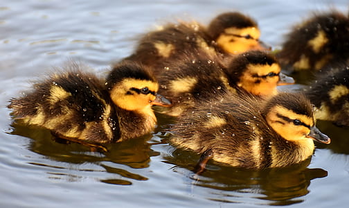 ducklings on water thumbnail