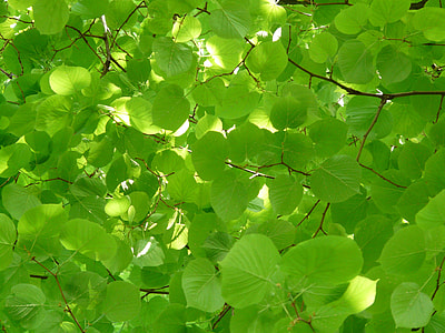 green leaf plant during crepuscular rays thumbnail