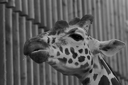 Greyscale Photograph of Giraffe thumbnail