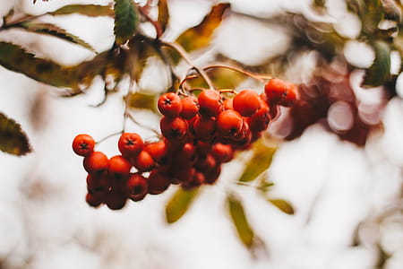 Red Cherries thumbnail