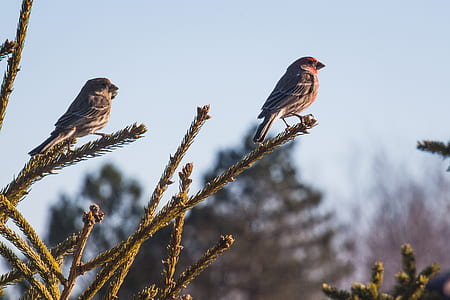 Two Sparrows on Branch Close-up Photography thumbnail