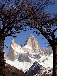 two brown trees thumbnail
