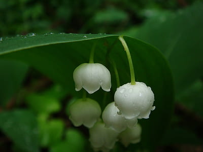 closeup photo of white lily of the valley flowers with water dews thumbnail