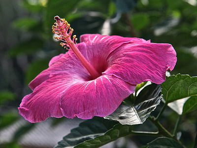 selective focus of pink Hibiscus flower thumbnail