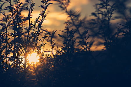 grass under golden hour thumbnail
