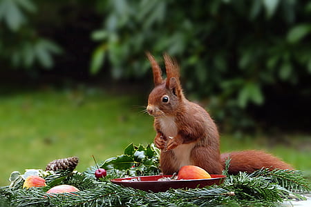 squirrel on fruits during day thumbnail