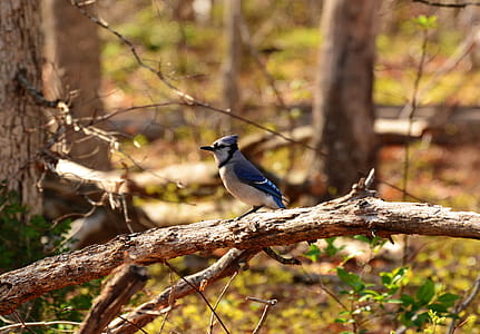 A blue jay bird hunting for food. thumbnail