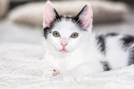 white and black cat facing the camera thumbnail
