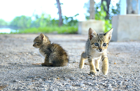two gray tabby kittens on gray road taken during daytime thumbnail