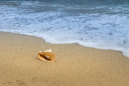 conch on shoreline thumbnail