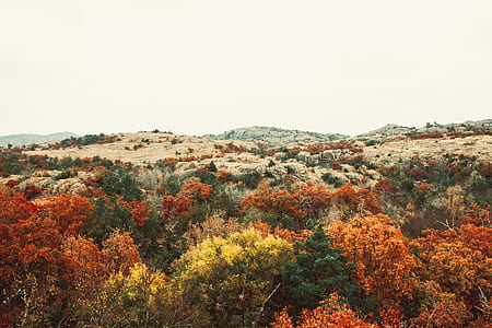aerial view of trees thumbnail