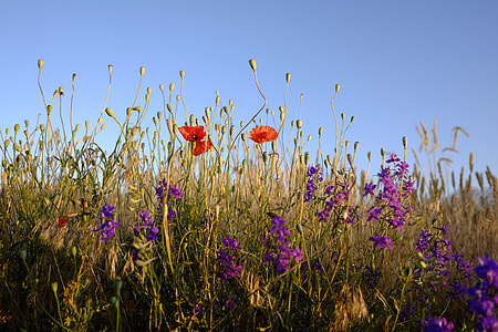 close-up photo of red poppy and purple flowers during daytime thumbnail