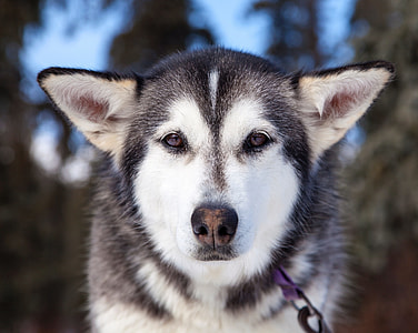 white and black Siberian Husky close-up under blue sky during daytime thumbnail