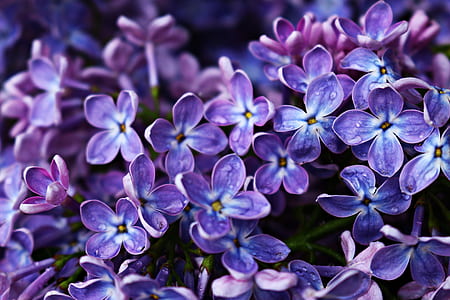 purple flowers thumbnail