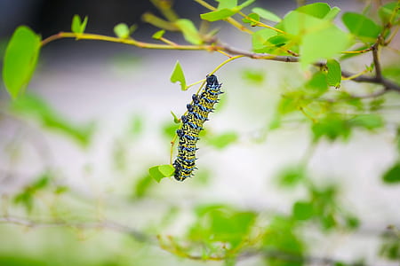 yellow and green caterpillar perching on green leaf plant during daytime thumbnail
