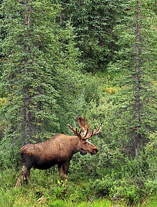 brown moose standing in the middle of forest thumbnail