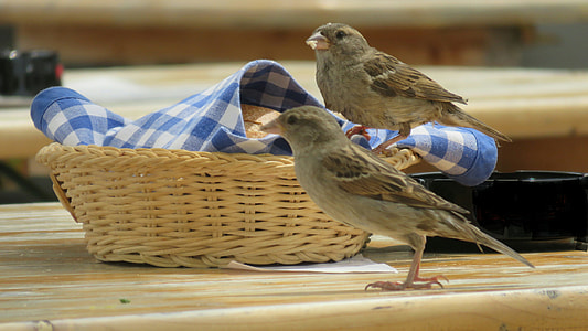 two gray birds near oval brown wicker basket thumbnail